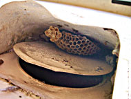 Wasp Nest Obstructing Vent Flapper
